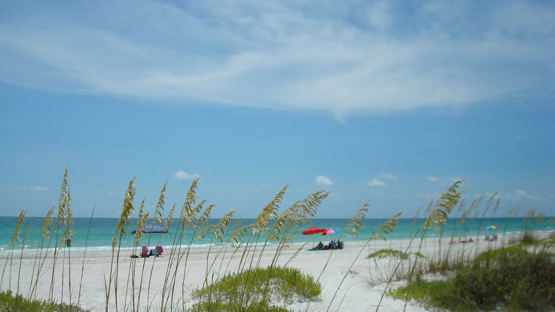Sea oats above white sand on Anna Maria Island, with the Gulf beyond.