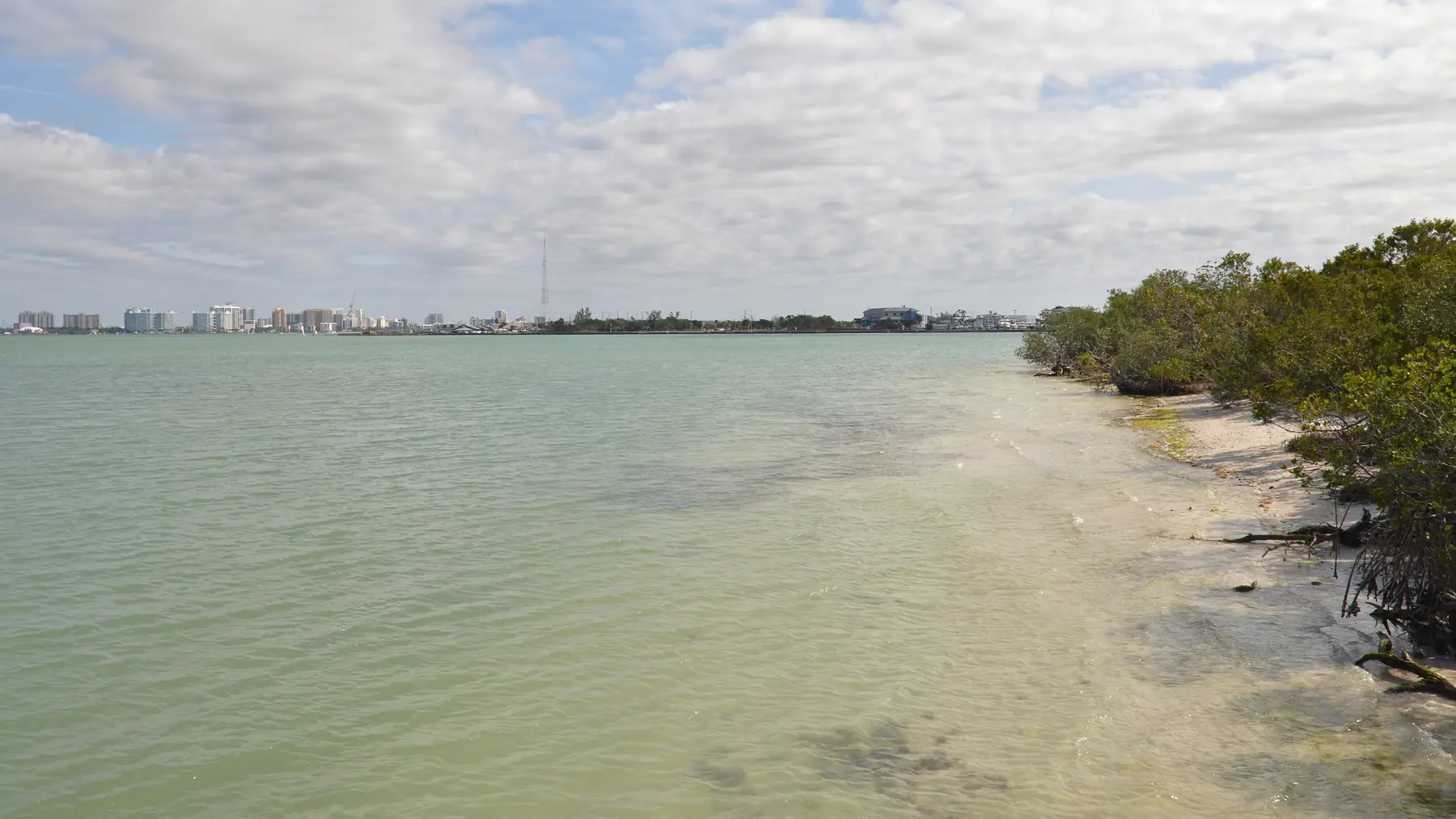 Shallow water and shoreline on Sarasota Bay.