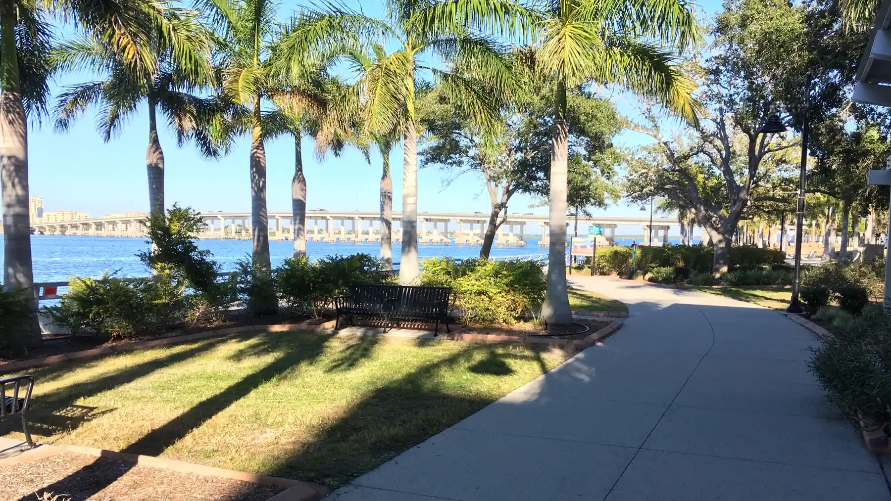 Palms along the Riverwalk on the Manatee River in downtown Bradenton.