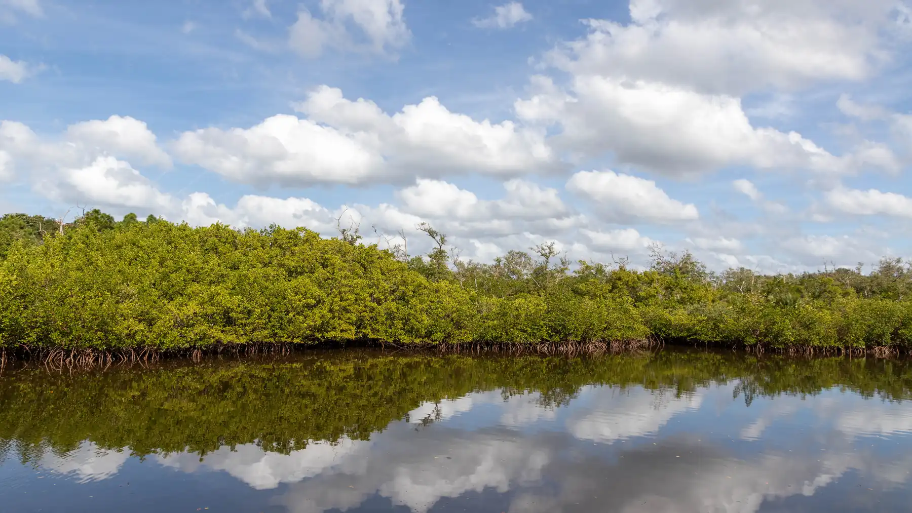 Wetland and preserve under an open Florida sky.