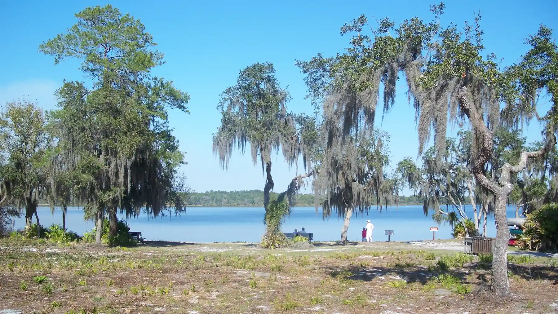 Live oaks hung with Spanish moss along the shore of Lake Manatee.