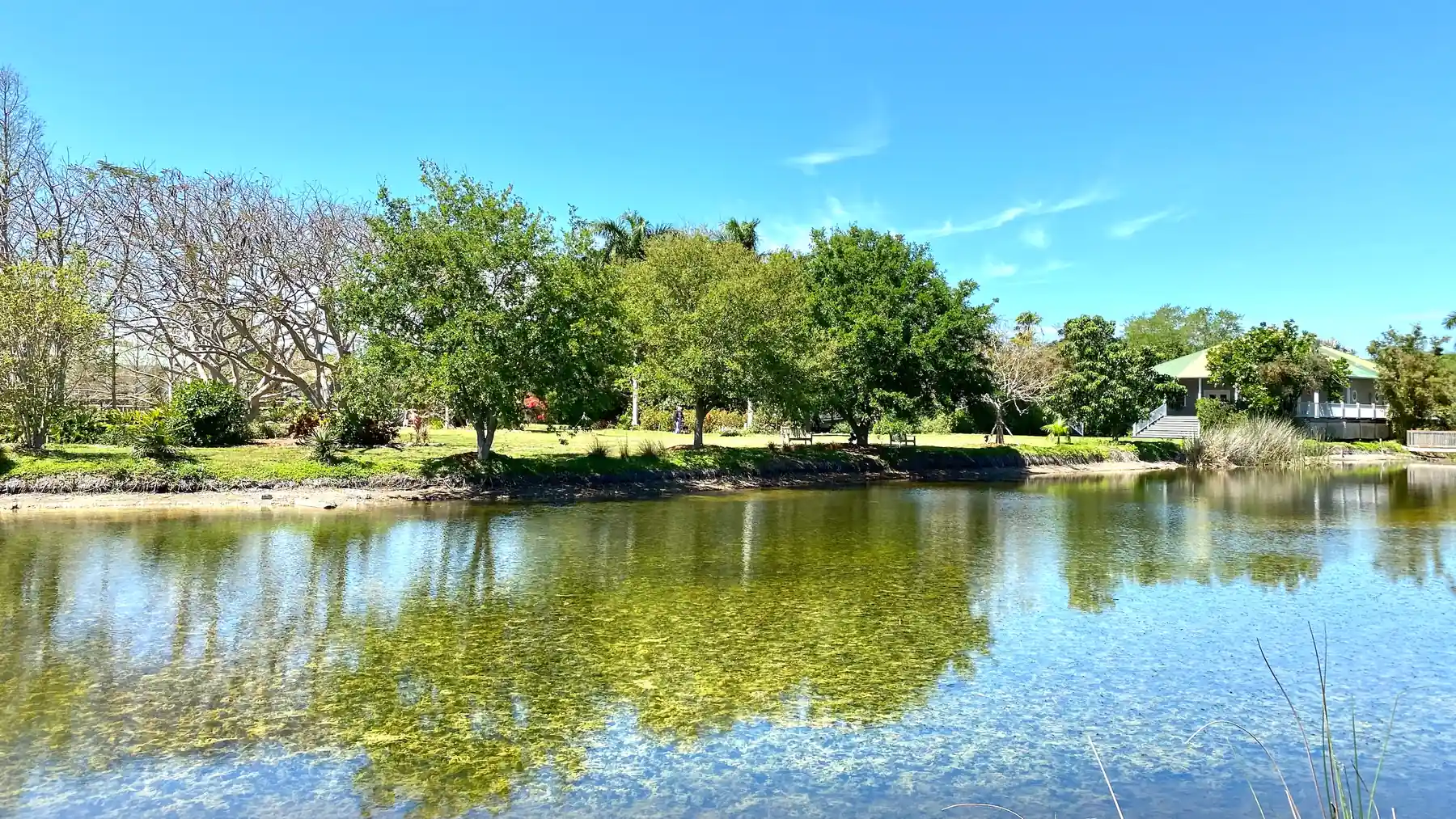 The lake at Palma Sola Botanical Park, ringed with trees.